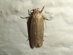 Platyedra subcinerea