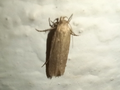 Platyedra subcinerea