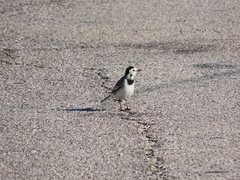 Motacilla alba alba