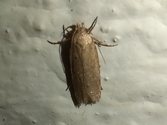 Platyedra subcinerea