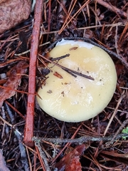 Gemmatae