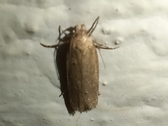 Platyedra subcinerea