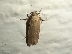 Platyedra subcinerea