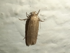 Platyedra subcinerea