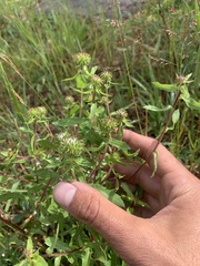 Grindelia subalpina