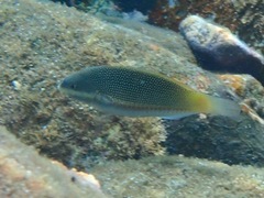 Stethojulis trilineata