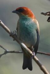 Stilpnia peruviana