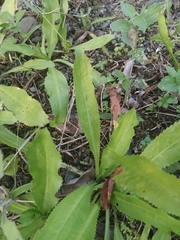 Eryngium foetidum