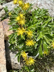 Hamadryas magellanica