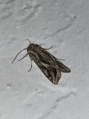 Spodoptera pulchella