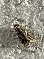 Spodoptera pulchella