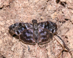 Ebrietas anacreon
