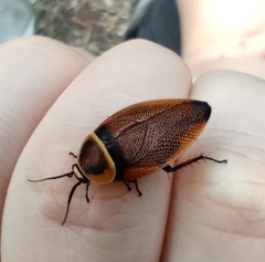 Ellipsidion reticulatum