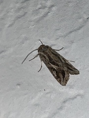 Spodoptera pulchella