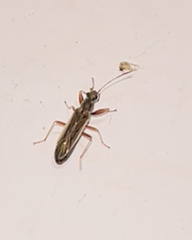 Paromius longulus