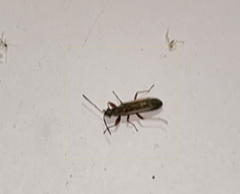 Paromius longulus