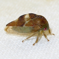 Cyrtolobus fenestratus