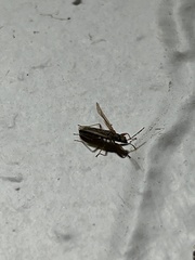 Paromius longulus