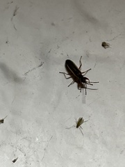 Paromius longulus