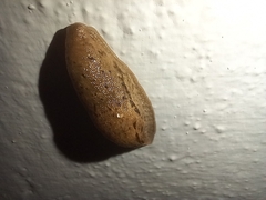 Drusia valenciennii