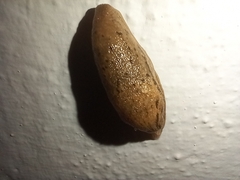Drusia valenciennii