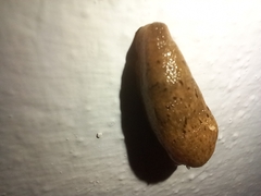 Drusia valenciennii