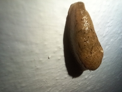 Drusia valenciennii