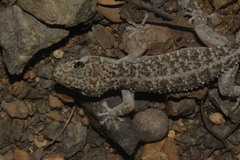 Phyllodactylus lanei