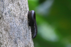 Salpidobolus
