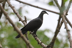 Columba vitiensis