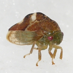 Cyrtolobus fenestratus