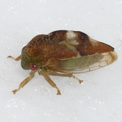 Cyrtolobus fenestratus