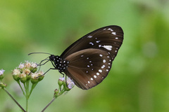 Euploea lewinii