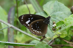Euploea lewinii