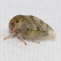 Cyrtolobus fenestratus