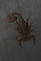 Centruroides suffusus