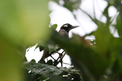 Clytorhynchus nigrogularis