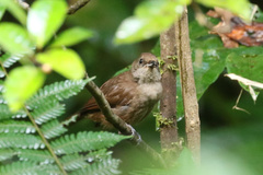 Clytorhynchus vitiensis