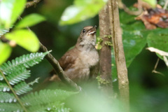 Clytorhynchus vitiensis