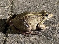 Leptodactylus latrans