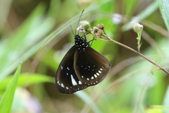 Euploea lewinii