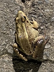 Leptodactylus latrans