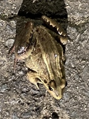 Leptodactylus latrans