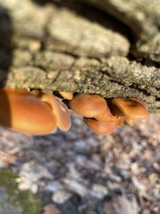 Flammulina velutipes
