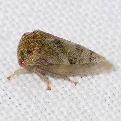 Cyrtolobus fenestratus