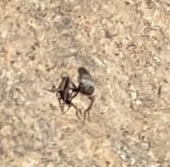 Cyrtopogon
