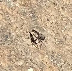 Cyrtopogon
