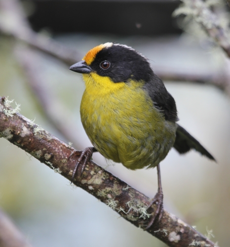 Pale-naped Brushfinch (Atlapetes pallidinucha), photo 9