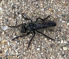 Cyrtopogon