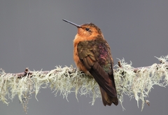 Aglaeactis cupripennis